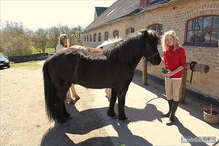 Islænder Illur fra Reskelund2  billede 3