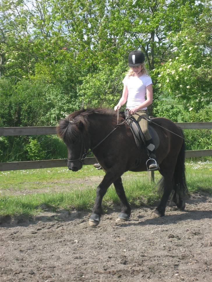 Islænder Illur fra Reskelund2  billede 4