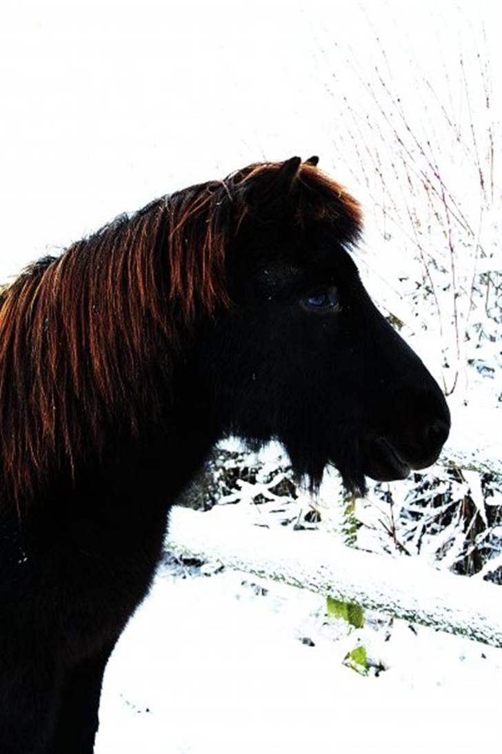 Islænder Illur fra Reskelund2  - <3 billede 5