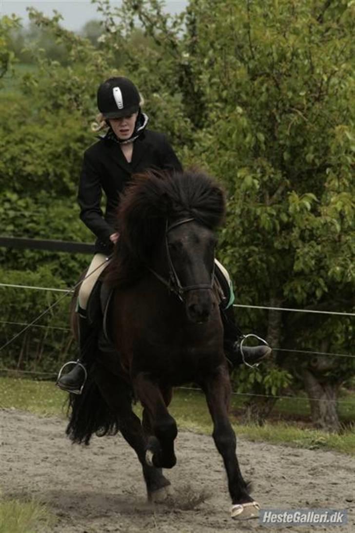 Islænder Illur fra Reskelund2  - Galop til stævne d. 24 maj! 2 plads<3 I can´t live without you? (; billede 6