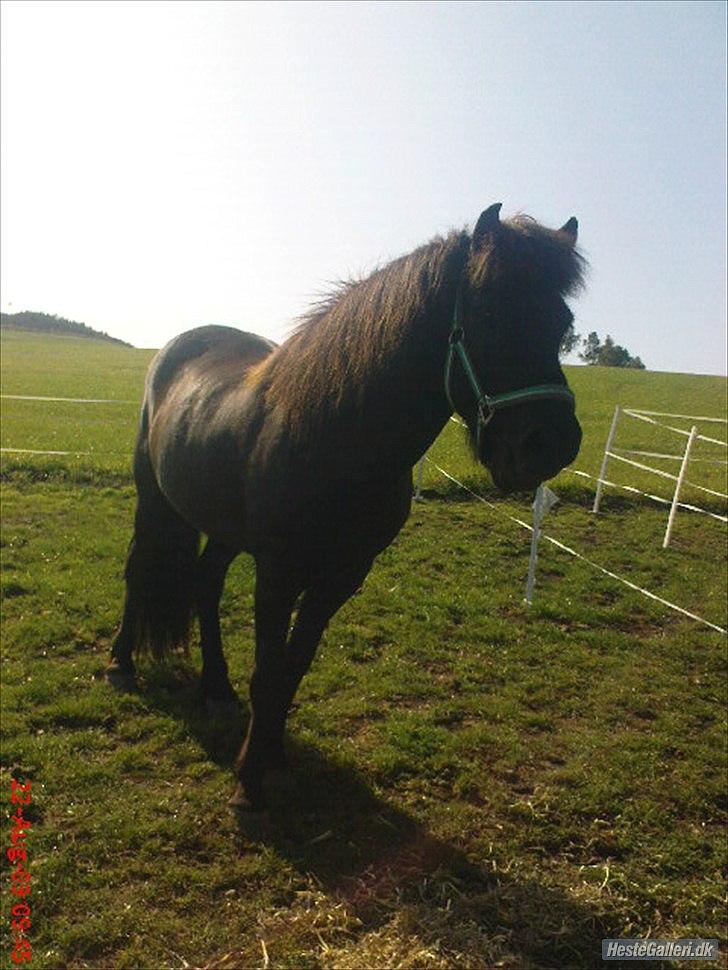 Islænder Illur fra Reskelund2  billede 7