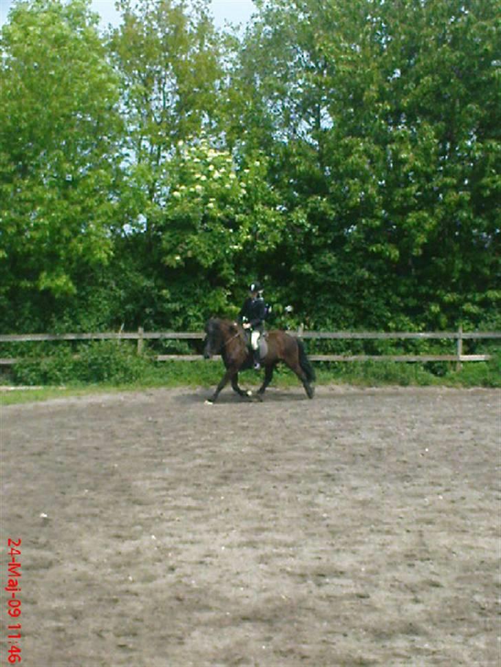 Islænder Illur fra Reskelund2  - trav(; opvarmning til stævne d. 24 maj - 2 plads.. billede 8