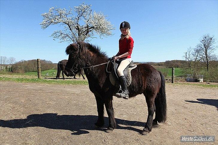 Islænder Illur fra Reskelund2  -  :o) billede 9