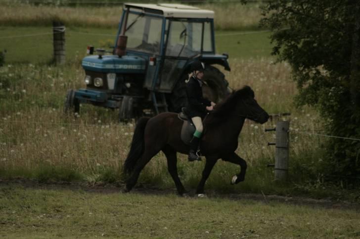 Islænder Illur fra Reskelund2  - <3 billede 10