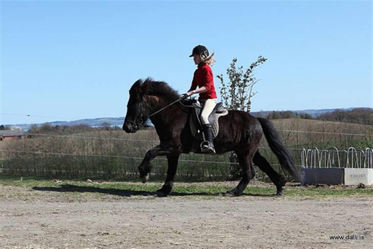 Islænder Illur fra Reskelund2  - Foto: Flickr. billede 11