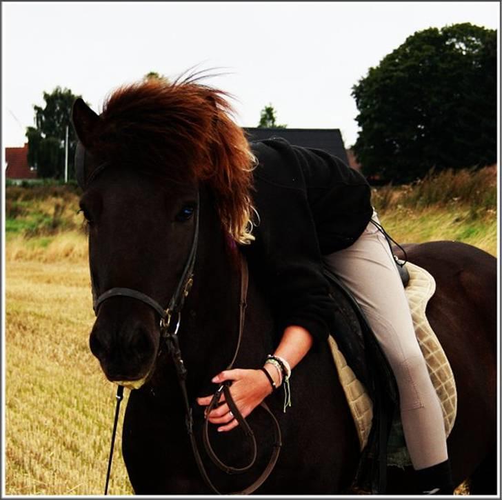 Islænder Illur fra Reskelund2  - you´re everything. billede 12