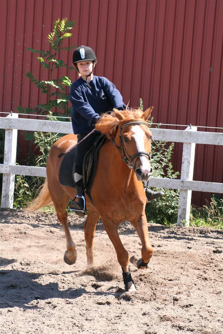 Anden særlig race o´malley (solgt) - foto: lone p billede 2