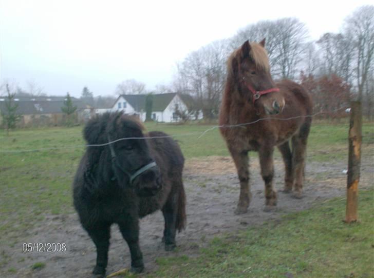 Anden særlig race Biesgaard's Yasmin Blaze - Stjarni og Yasmin på deres nye græsmark^^ billede 1