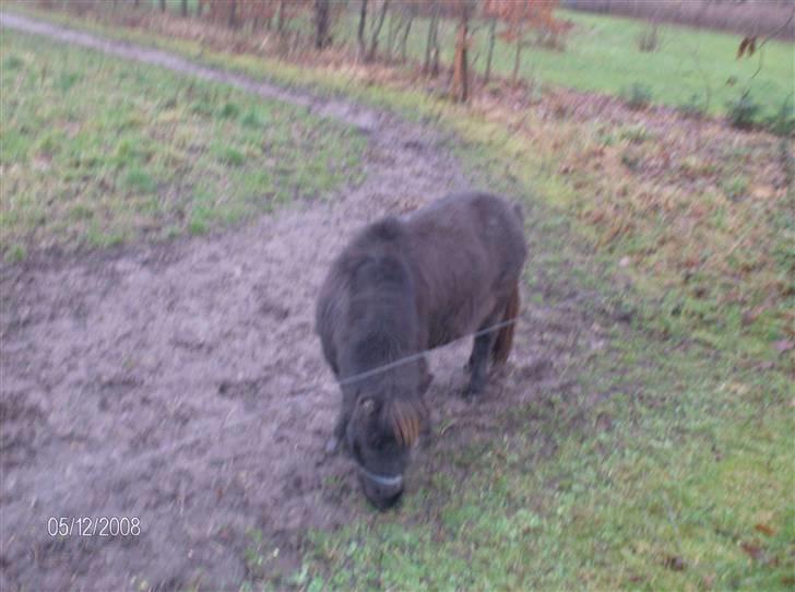 Anden særlig race Biesgaard's Yasmin Blaze billede 2