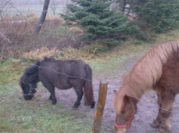 Anden særlig race Biesgaard's Yasmin Blaze billede 3