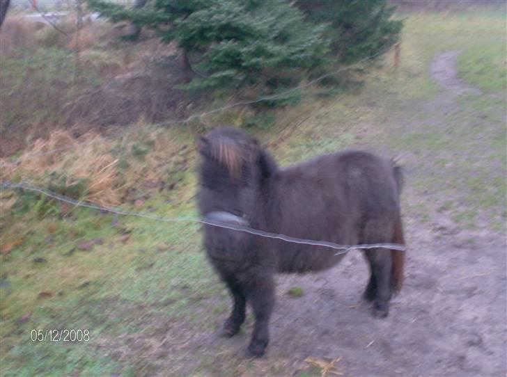 Anden særlig race Biesgaard's Yasmin Blaze billede 4