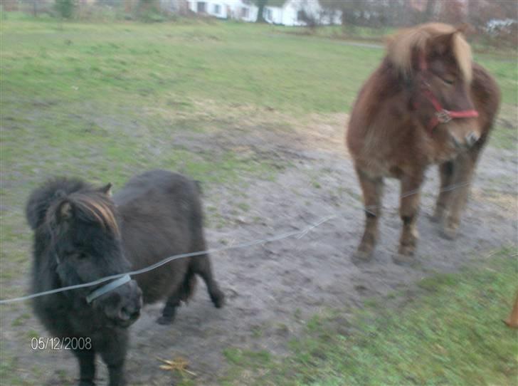Anden særlig race Biesgaard's Yasmin Blaze billede 5
