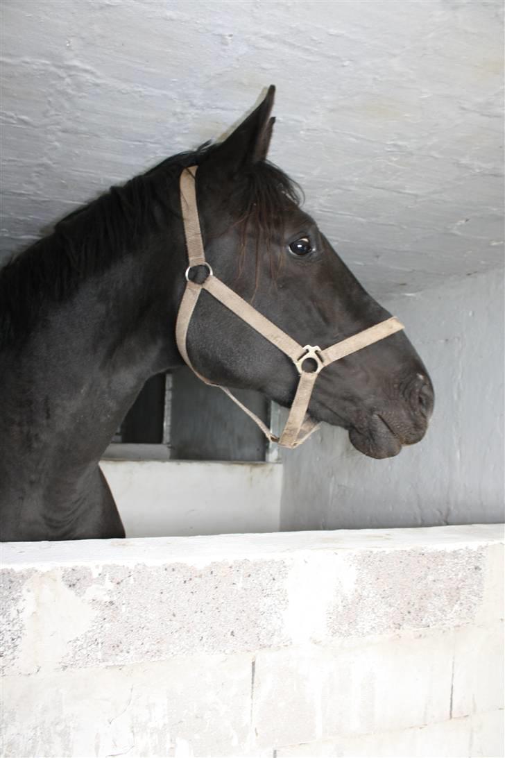 Hannoveraner Gildbjerg´s Black Chanti billede 13