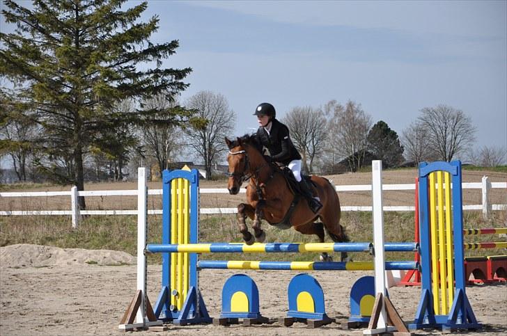 Hollandsk Sportspony Magic Avion R.I.P 16/5/11 - LA på HSK april 2010 Foto: Emma (søster) billede 19