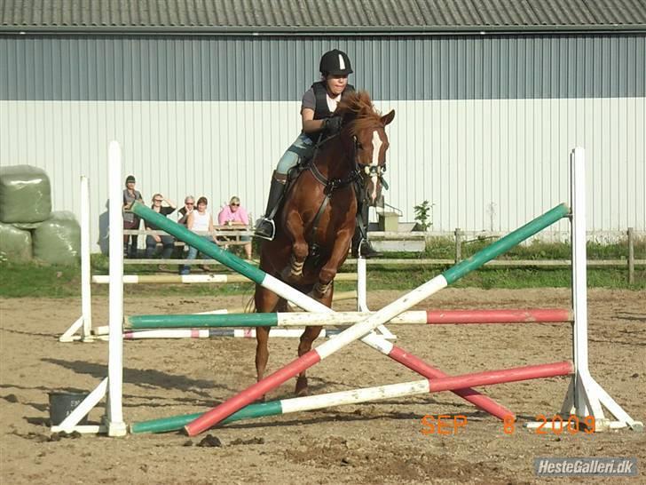 Anden særlig race Miss Mabel I ILU I - Springning i sommer 2009 :D<3 billede 10