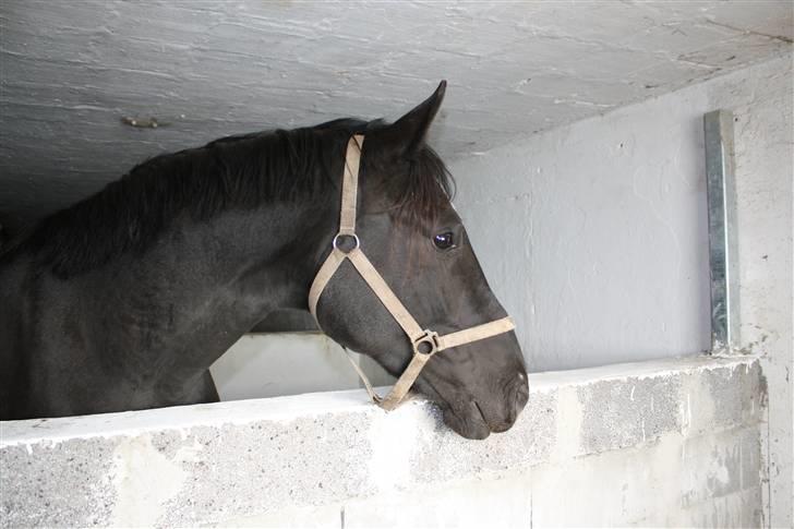 Hannoveraner Gildbjerg´s Black Chanti billede 14