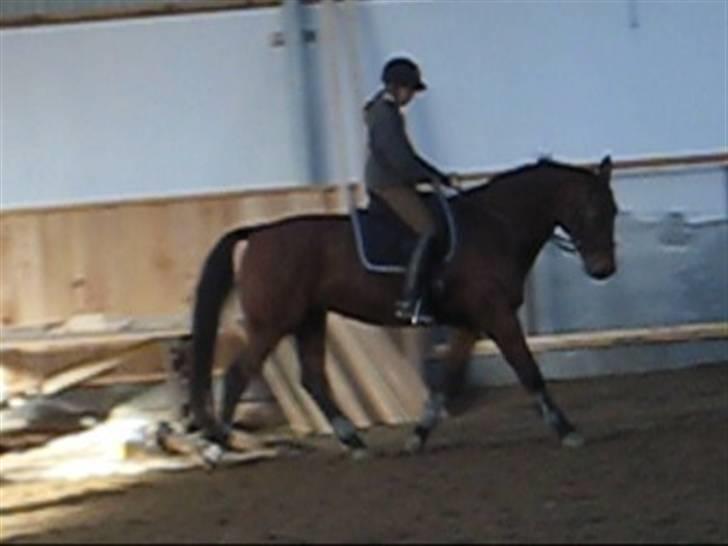 Oldenborg Mon Cherie - Dressur. Beklager kvaliteten. billede 5