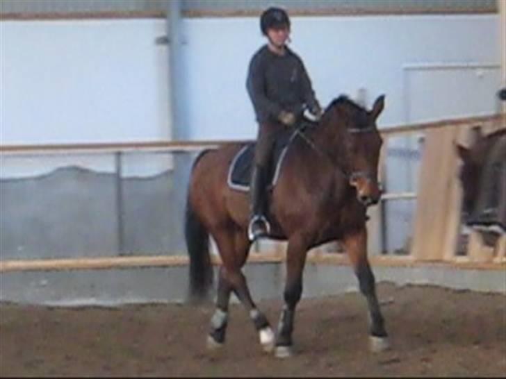 Oldenborg Mon Cherie - Dressur. Beklager kvaliteten. billede 6