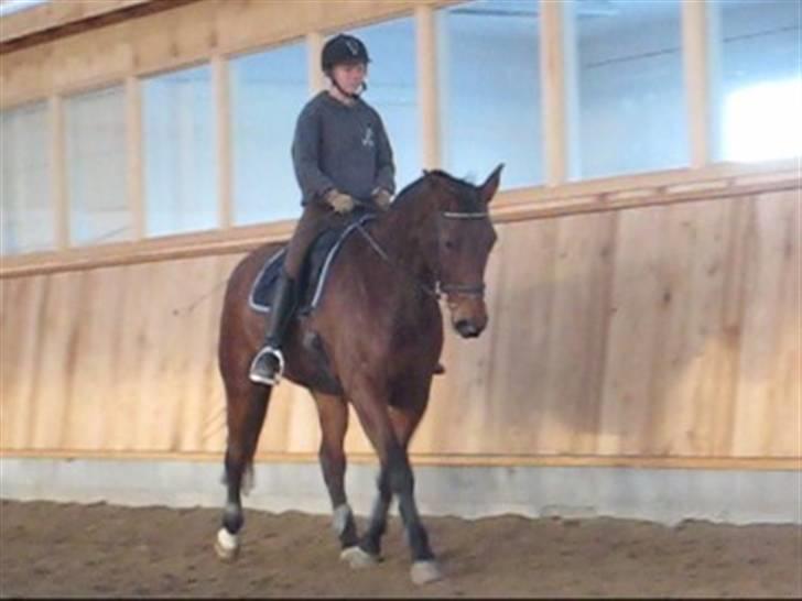 Oldenborg Mon Cherie - Dressur. Beklager kvaliteten. billede 7