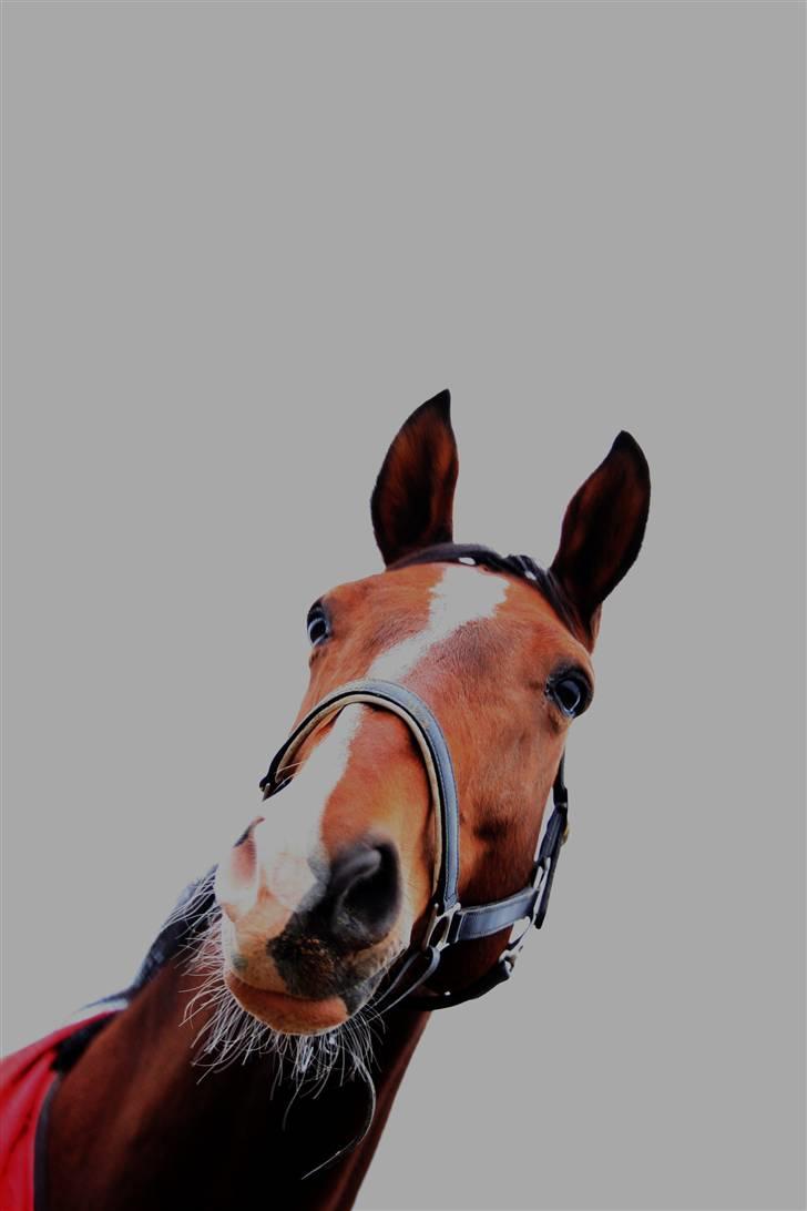 Dansk Varmblod Agat   billede 11