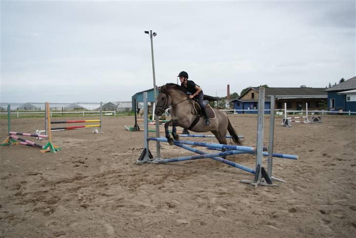 Anden særlig race Søstrenegaards Milla - Springning Taget af Sofie Klüver billede 2