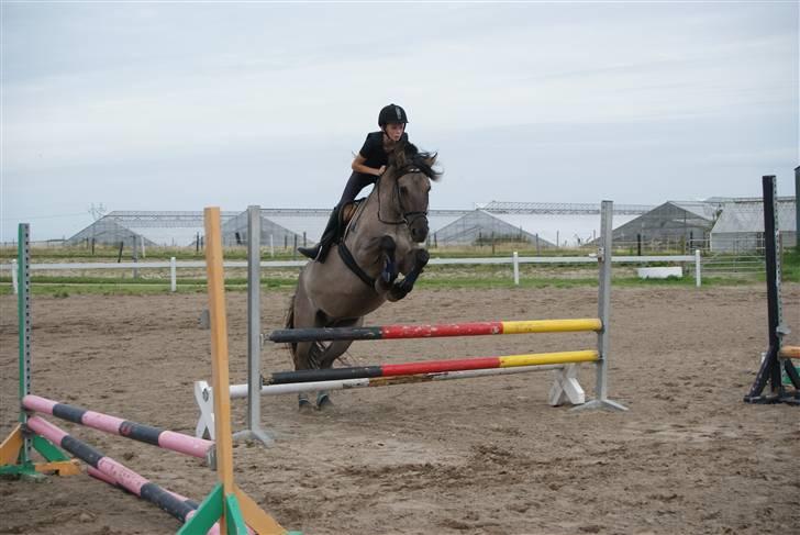 Anden særlig race Søstrenegaards Milla - Taget af Sofie Klüver billede 5