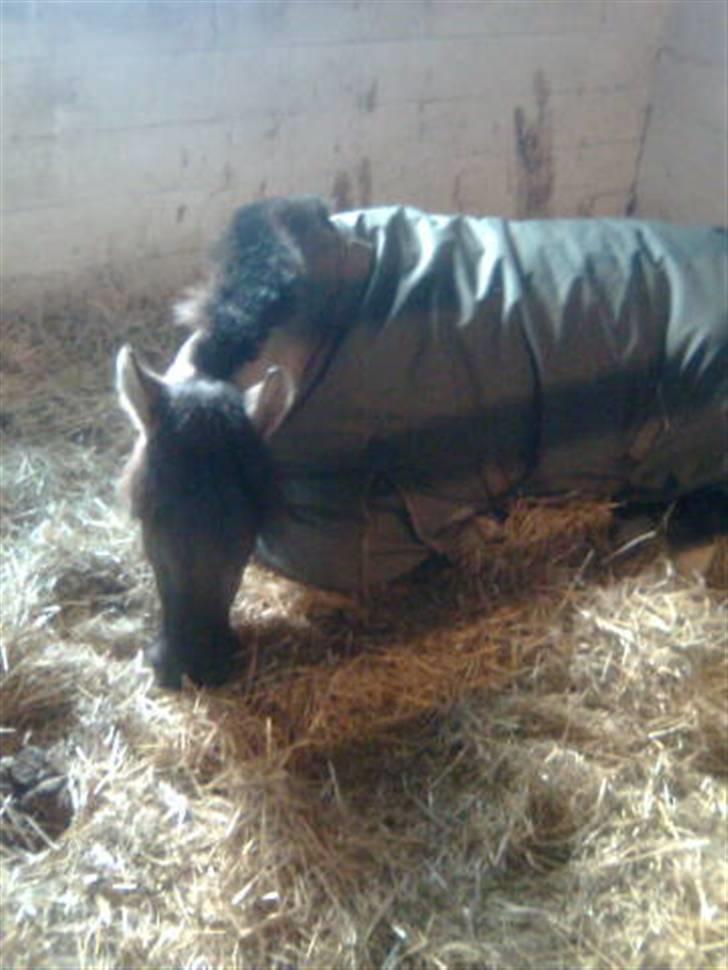 Anden særlig race Søstrenegaards Milla - Hun skal altid lige have en lur kl. 12. xD billede 7