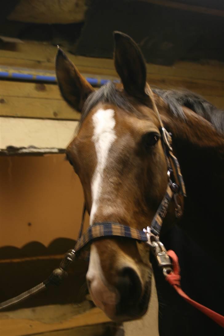 Dansk Varmblod Agat   billede 13