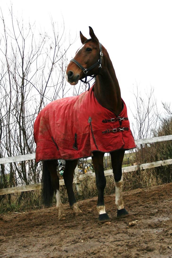 Dansk Varmblod Agat   billede 14