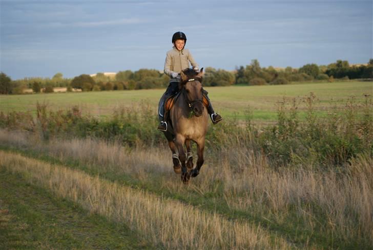 Anden særlig race Søstrenegaards Milla - Flyv Milla, FLYV!    Taget af Sofie Klüver billede 8