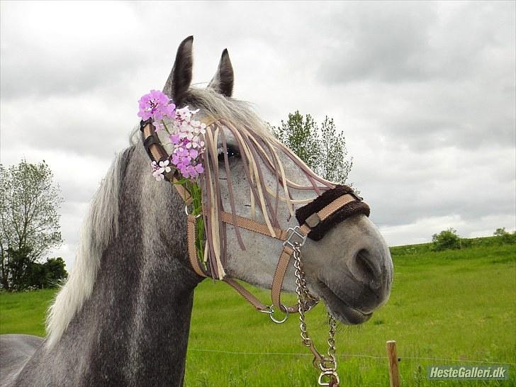 Anden særlig race Miss Flicka - er hun ikke flot ( foto mig ) billede 8