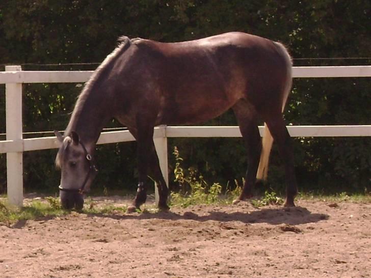 Anden særlig race Miss Flicka - jubii nu bliver man ikke jagtet mere ( foto mig ) billede 9