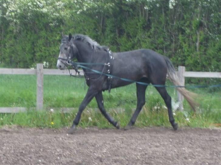 Anden særlig race Miss Flicka - det billede jeg faldte for da jeg så hende (1) billede 11