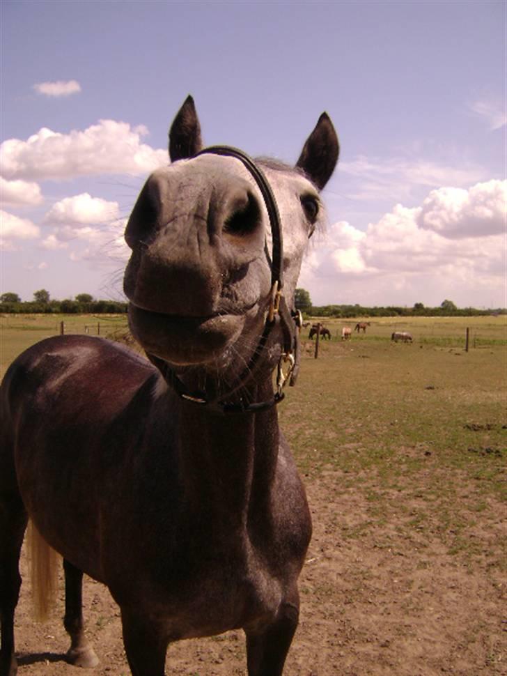 Anden særlig race Miss Flicka - har du noget mad ( foto mig ) billede 12