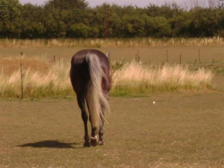 Anden særlig race Miss Flicka - tak fordi i kiggede forbi  men nu går jeg (foto mig) billede 18