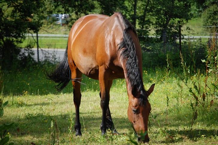 Dansk Varmblod Oldgårdens Luna *X-part* - Luna min skønne hest står på folden og græsser 2010 billede 1