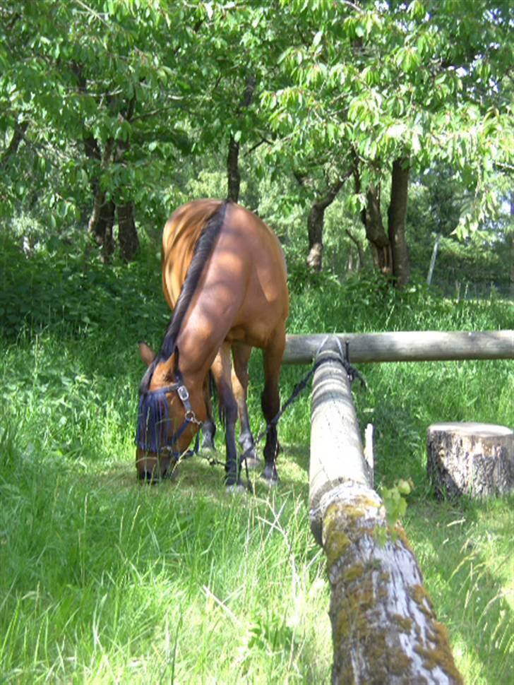 Dansk Varmblod Oldgårdens Luna *X-part* - Luna græsser i solen 09 billede 2
