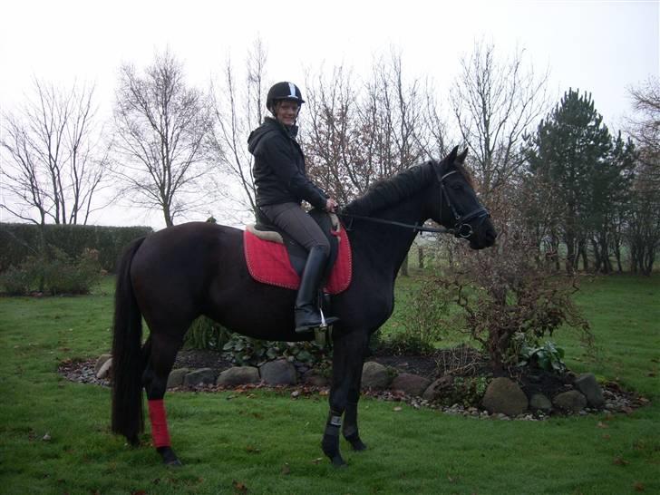 Pinto Miss June *solgt* billede 3