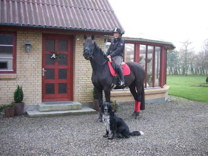 Pinto Miss June *solgt* billede 4