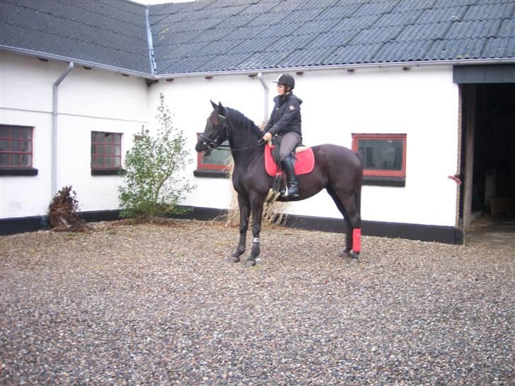 Pinto Miss June *solgt* billede 5