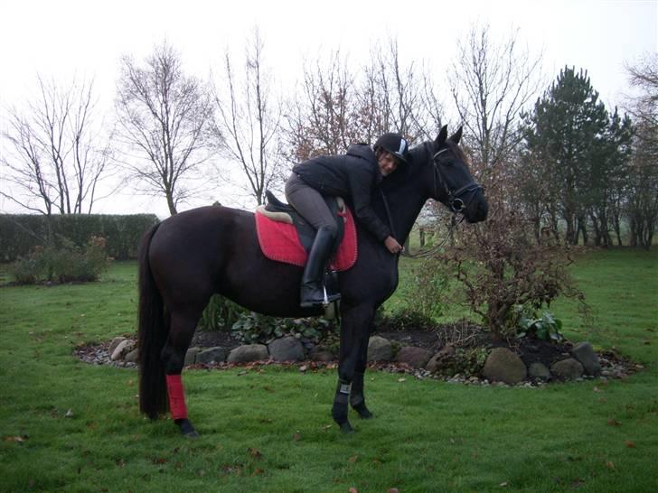 Pinto Miss June *solgt* - 3. gang jeg var på ryggen af hende :) billede 6