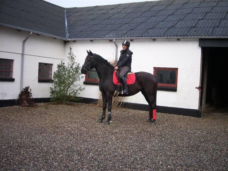 Pinto Miss June *solgt* billede 7