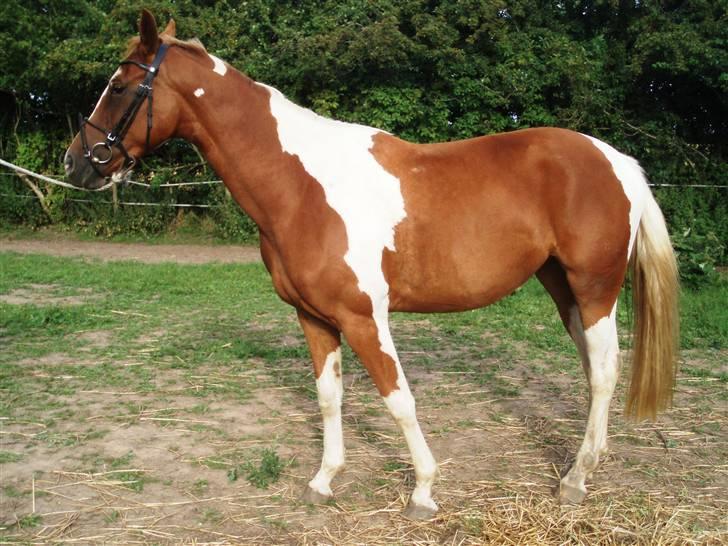 Pinto ¤ Nørringsholms Rubin ¤ - 12-08-2009 billede 5