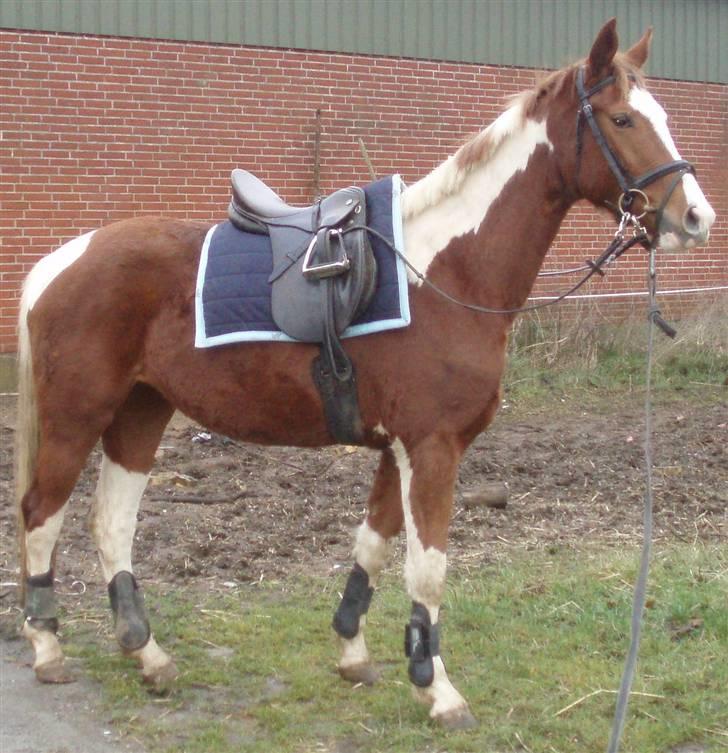 Pinto ¤ Nørringsholms Rubin ¤ - 25-01-2009   Rubin har alt udstyr på for 1 gang. billede 6