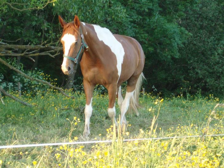 Pinto ¤ Nørringsholms Rubin ¤ - 31-05-2009 billede 7