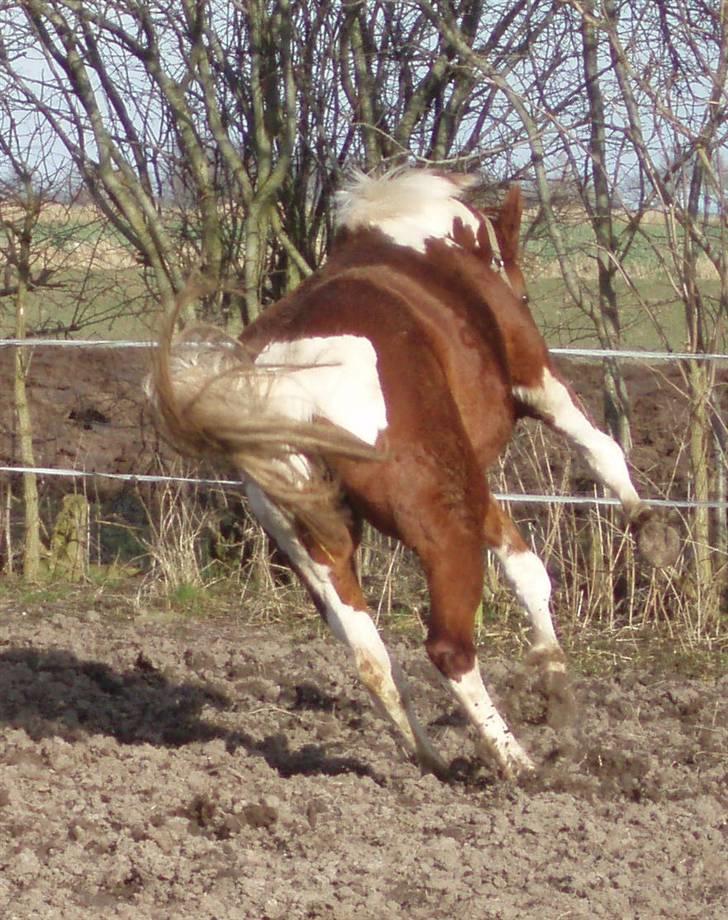 Pinto ¤ Nørringsholms Rubin ¤ - 20 - 03 - 2009 billede 8