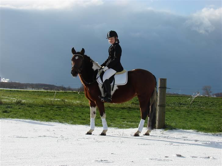 Pinto kærgårds couler lady SAVN - 13.ig og lady i snen inden vi skal starte 2009 billede 13