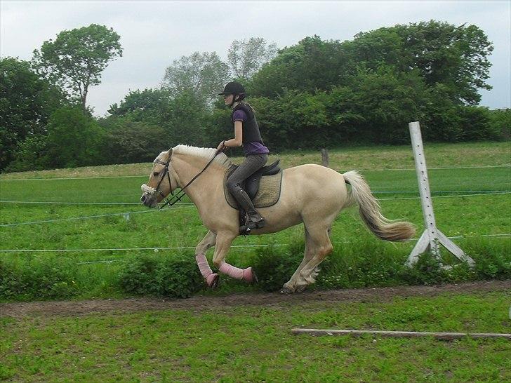 Fjordhest Bassemor *Min plejepony* - Så er det sq fræsserne fra turup :p Foto: Lykke billede 20