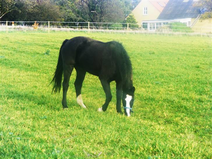 Anden særlig race | Oliver <3 - Dejlige Olle <3 Foto: Malene Friis billede 18