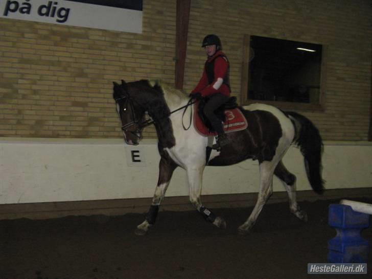 Pinto Hoelgaard´s Ferrari Enzo  - Bemærk lige hvor godt han går HAN er kun 3 snart 4 ;D Foto : Michelle Jørgensen billede 14